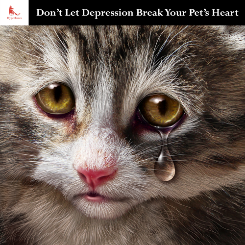 Cat Depression Treatment From HyperFoxes
